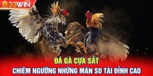 Đá Gà Cựa Sắt - Chiêm Ngưỡng Những Màn So Tài Đỉnh Cao