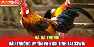 Đá Gà Thomo - Đấu Trường Uy Tín Và Kịch Tính Tại 33Win