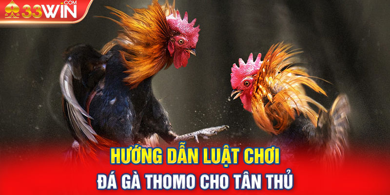 Hướng dẫn luật chơi đá gà Thomo cho tân thủ