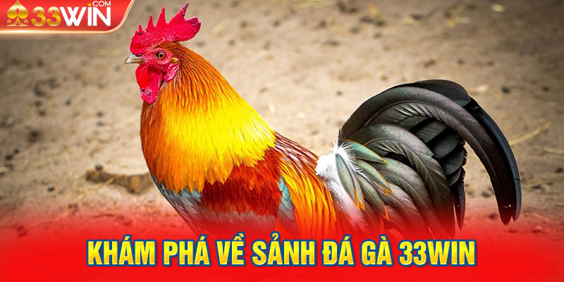 Khám phá về sảnh đá gà 33Win